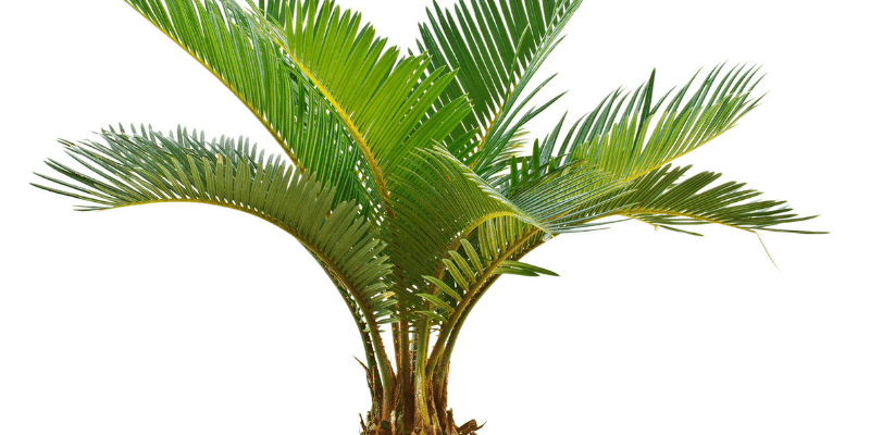 10 Amazing Benefits of Indoor Palm Plants - Nápady do bytu