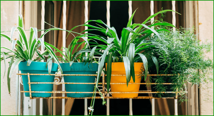 Top 10 Indoor Air Purifying Plants that Really Work - Nápady do bytu