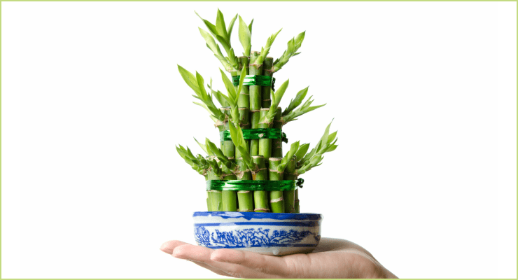 bamboo plants dining room