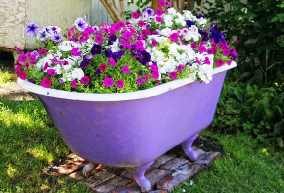 3 Petunias-old-bathtub