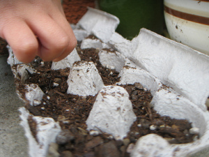 Egg-Carton-Garden