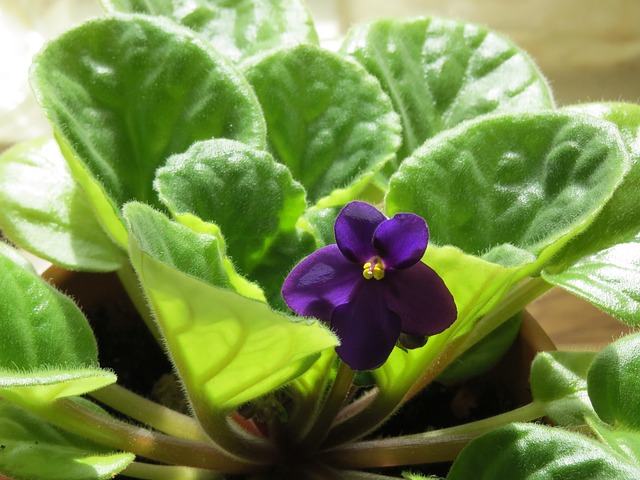 african-violet-290097_640