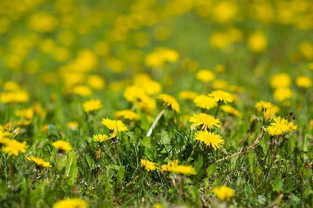 dandelions-932115_640