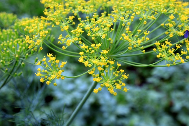 dill-90641_640