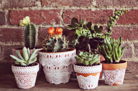 lace-plant-pots-480x319