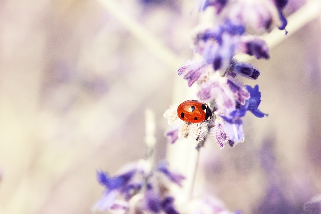 ladybug-676448_640