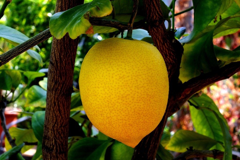 lemon-814166_1920