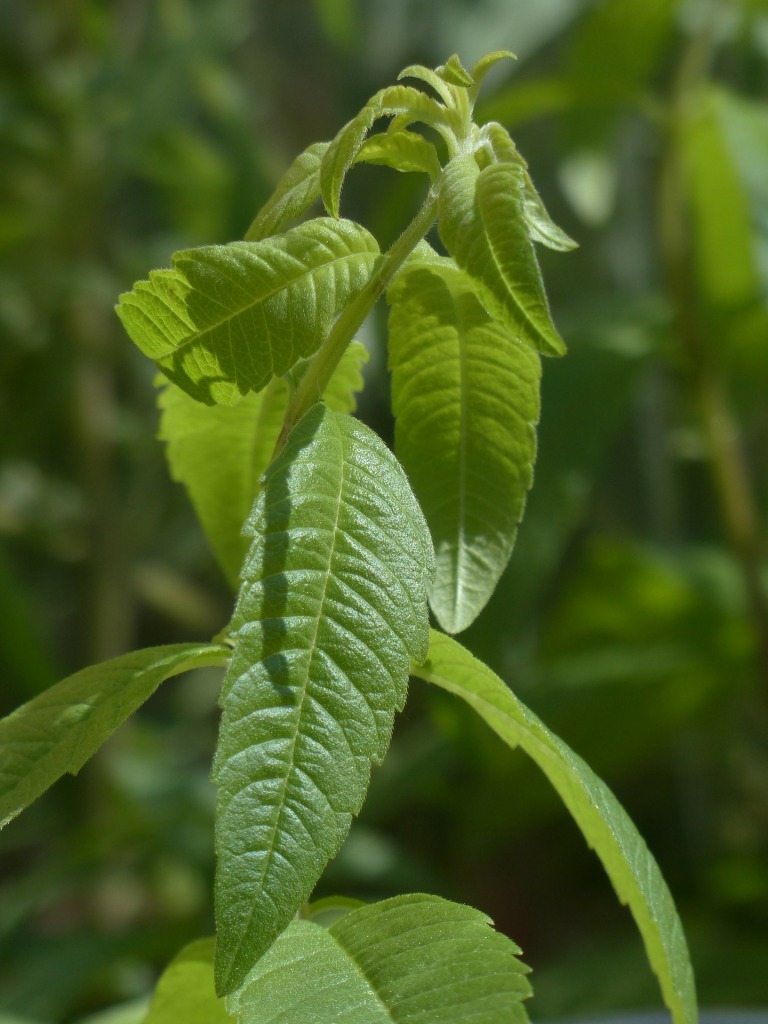 Aloisie citronová voní víc než citron.