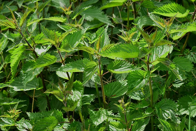 stinging-nettle-785292_640