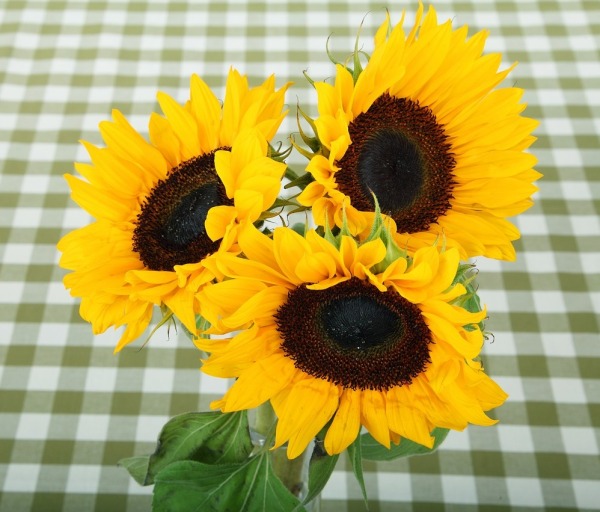 sunflower-21480_1280