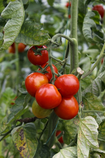 tomatoes-1170806_640